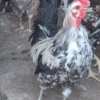 خروس..