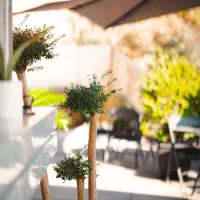 سالندار باریستا