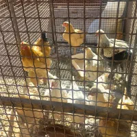 مرغ آلفا|حیوانات مزرعه|سپیدان, |دیوار