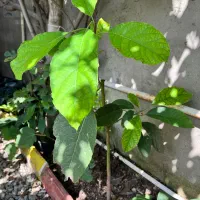 فروش پیاز برگ عبایی حجم بالا ونهال آووکادو ۲.۵متری|گل و گیاه طبیعی|رامسر, |دیوار