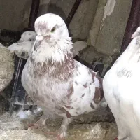 کبوتر