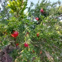 فروش-امتیاز-زمین-فرهنگیان