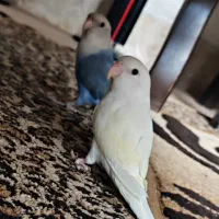 کوتوله مارال و لیمویی