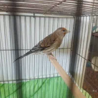 سهره و دورگه ارزان