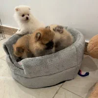 واگذاری پامرانین