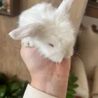 بچه خرگوش لوپ|موش و خرگوش|کرمان, |دیوار