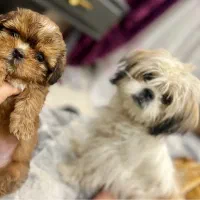 توله سگ شیتزو سوپر فلت ماده(کامل آگهیو بخونین)