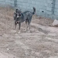 سگ سرابی|سگ|باسمنج, |دیوار