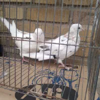 کفتر سالم|پرنده|خلخال, |دیوار