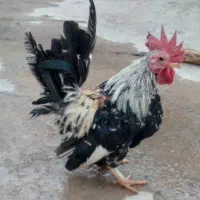 فروشی|حیوانات مزرعه|کشاورز, |دیوار