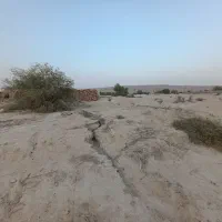 زمین گیاهدان صحرا