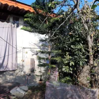 درخت کاج مطبق|گل و گیاه طبیعی|املش, |دیوار