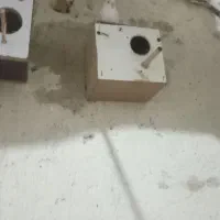 مرغ عشق|پرنده|تربت جام, شهرک آزادگان|دیوار