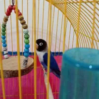 کوتوله برزیلی نقابدار نر