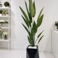 درختچه لیراتا