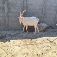 فروش نر بز سانن|حیوانات مزرعه|اسفراین, |دیوار