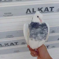 کفتر طوقی|پرنده|ساوه, |دیوار