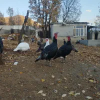 بوقلمون محلی|حیوانات مزرعه|بانه, |دیوار