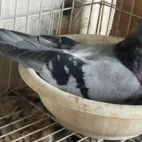 صرب سبز دوخطت وارداتی
