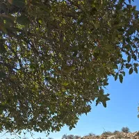 قطعه زمین هموار کوی فرهنگیان