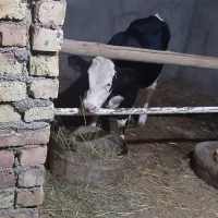 گوساله درجه یک .۶ماهه بالای ۲۰۰کیلو