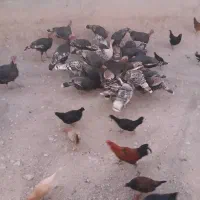 بوقلمون نر وماده