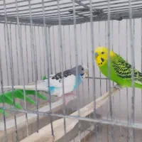 مرغ عشق|پرنده|دهگلان, |دیوار