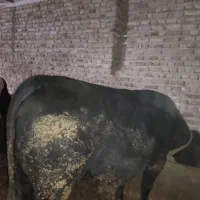 فروش دو عدد گاو نر