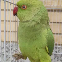 طوطی ملنگو سخنگو