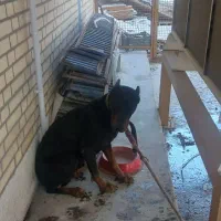 سگ دوبرمن نر صد درصد با اصالت|سگ|شیراز, شهرک صنعتی شیراز|دیوار