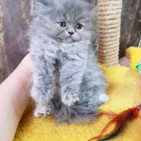 گربه پرشین بلو