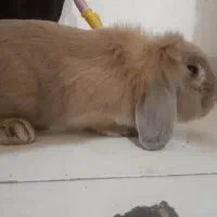 خرگوش لپ بسیارزیبا ونژادکم یاب