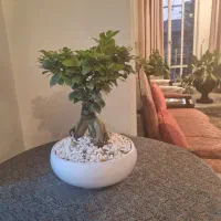 گل و گیاه طبیعی|گل و گیاه طبیعی|تهران, امانیه|دیوار