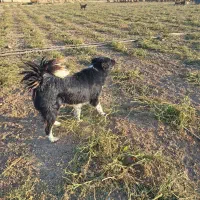 سگ چمبر گله ای