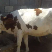 شنگول جوان|حیوانات مزرعه|اندیکا, |دیوار