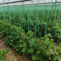 چند کارگر وارد در گلخانه داعم