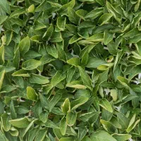 فروش انواع نشا و گل‌های آپارتمانی