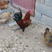 خروس چهل تاج