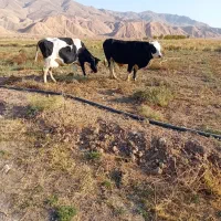 دو‌عددگاو‌یکی‌نر‌ویکی‌ماده‌شیری|حیوانات مزرعه|انگوران, |دیوار