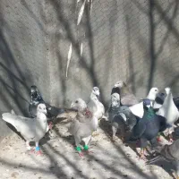 پرنده کبوتر