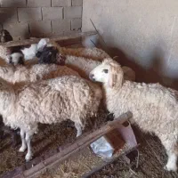 فروش رومانف وشیشک