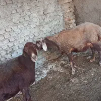 گوسفند ترکمنی و کبود ماده|حیوانات مزرعه|جلین, |دیوار