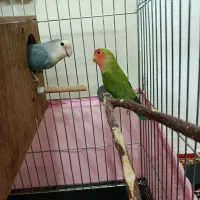 طوطی کوتوله برزیلی