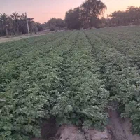 سه تن سیب زمینی بذری بامبا ۱۴۰۱