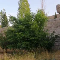 باغ-1000-متری-مجموعه-فاتحی