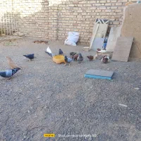 کفتر