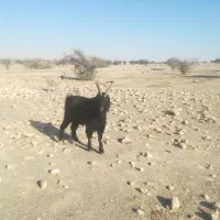 فروش پازن ترکی اصل|حیوانات مزرعه|لامرد, |دیوار