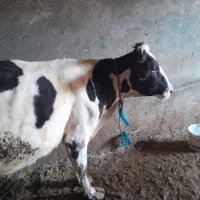 گاو‌‌شیریبدون‌گوساله