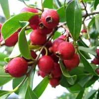 شمشاد سبز طلایی|گل و گیاه طبیعی|کلاچای, |دیوار