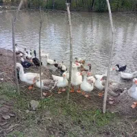 اردک محلی - اردک اسرائیلی - غاز